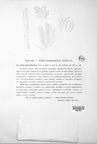 Image of Botryosphaeria briosiana